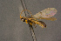  (Aneurhynchus sp. 9 - BC-ZSM-HYM-26828-G04)  @13 [ ] CreativeCommons - Attribution Non-Commercial Share-Alike (2016) SNSB, Staatliche Naturwissenschaftliche Sammlungen Bayerns ZSM (SNSB, Zoologische Staatssammlung Muenchen)