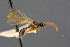  ( - BC-ZSM-HYM-26828-G06)  @11 [ ] CreativeCommons - Attribution Non-Commercial Share-Alike (2016) SNSB, Staatliche Naturwissenschaftliche Sammlungen Bayerns ZSM (SNSB, Zoologische Staatssammlung Muenchen)
