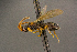  ( - BC-ZSM-HYM-26828-G10)  @11 [ ] CreativeCommons - Attribution Non-Commercial Share-Alike (2016) SNSB, Staatliche Naturwissenschaftliche Sammlungen Bayerns ZSM (SNSB, Zoologische Staatssammlung Muenchen)