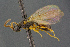  ( - BC-ZSM-HYM-26828-G11)  @11 [ ] CreativeCommons - Attribution Non-Commercial Share-Alike (2016) SNSB, Staatliche Naturwissenschaftliche Sammlungen Bayerns ZSM (SNSB, Zoologische Staatssammlung Muenchen)
