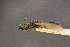  ( - BC-ZSM-HYM-26828-G12)  @11 [ ] CreativeCommons - Attribution Non-Commercial Share-Alike (2016) SNSB, Staatliche Naturwissenschaftliche Sammlungen Bayerns ZSM (SNSB, Zoologische Staatssammlung Muenchen)