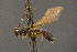  ( - BC-ZSM-HYM-26828-H01)  @11 [ ] CreativeCommons - Attribution Non-Commercial Share-Alike (2016) SNSB, Staatliche Naturwissenschaftliche Sammlungen Bayerns ZSM (SNSB, Zoologische Staatssammlung Muenchen)