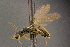  (Psilus submonilis - BC-ZSM-HYM-26828-H02)  @13 [ ] CreativeCommons - Attribution Non-Commercial Share-Alike (2016) SNSB, Staatliche Naturwissenschaftliche Sammlungen Bayerns ZSM (SNSB, Zoologische Staatssammlung Muenchen)