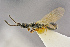  ( - BC-ZSM-HYM-26828-H03)  @11 [ ] CreativeCommons - Attribution Non-Commercial Share-Alike (2016) SNSB, Staatliche Naturwissenschaftliche Sammlungen Bayerns ZSM (SNSB, Zoologische Staatssammlung Muenchen)