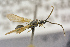  ( - BC-ZSM-HYM-26828-H09)  @11 [ ] CreativeCommons - Attribution Non-Commercial Share-Alike (2016) SNSB, Staatliche Naturwissenschaftliche Sammlungen Bayerns ZSM (SNSB, Zoologische Staatssammlung Muenchen)