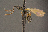 (Psilus caecutiens - BC-ZSM-HYM-26829-A01)  @13 [ ] CreativeCommons - Attribution Non-Commercial Share-Alike (2016) SNSB, Staatliche Naturwissenschaftliche Sammlungen Bayerns ZSM (SNSB, Zoologische Staatssammlung Muenchen)