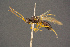  ( - BC-ZSM-HYM-26829-B02)  @11 [ ] CreativeCommons - Attribution Non-Commercial Share-Alike (2016) SNSB, Staatliche Naturwissenschaftliche Sammlungen Bayerns ZSM (SNSB, Zoologische Staatssammlung Muenchen)