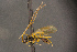  ( - BC-ZSM-HYM-26829-C02)  @11 [ ] CreativeCommons - Attribution Non-Commercial Share-Alike (2016) SNSB, Staatliche Naturwissenschaftliche Sammlungen Bayerns ZSM (SNSB, Zoologische Staatssammlung Muenchen)