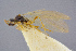  ( - BC-ZSM-HYM-26829-C10)  @11 [ ] CreativeCommons - Attribution Non-Commercial Share-Alike (2016) SNSB, Staatliche Naturwissenschaftliche Sammlungen Bayerns ZSM (SNSB, Zoologische Staatssammlung Muenchen)