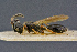  ( - BC-ZSM-HYM-26829-D03)  @11 [ ] CreativeCommons - Attribution Non-Commercial Share-Alike (2016) SNSB, Staatliche Naturwissenschaftliche Sammlungen Bayerns ZSM (SNSB, Zoologische Staatssammlung Muenchen)