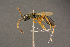  ( - BC-ZSM-HYM-26829-D12)  @11 [ ] CreativeCommons - Attribution Non-Commercial Share-Alike (2016) SNSB, Staatliche Naturwissenschaftliche Sammlungen Bayerns ZSM (SNSB, Zoologische Staatssammlung Muenchen)