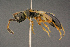  ( - BC-ZSM-HYM-26829-E01)  @11 [ ] CreativeCommons - Attribution Non-Commercial Share-Alike (2016) SNSB, Staatliche Naturwissenschaftliche Sammlungen Bayerns ZSM (SNSB, Zoologische Staatssammlung Muenchen)