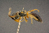  ( - BC-ZSM-HYM-26829-E03)  @11 [ ] CreativeCommons - Attribution Non-Commercial Share-Alike (2016) SNSB, Staatliche Naturwissenschaftliche Sammlungen Bayerns ZSM (SNSB, Zoologische Staatssammlung Muenchen)