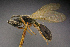  ( - BC-ZSM-HYM-26829-E12)  @11 [ ] CreativeCommons - Attribution Non-Commercial Share-Alike (2016) SNSB, Staatliche Naturwissenschaftliche Sammlungen Bayerns ZSM (SNSB, Zoologische Staatssammlung Muenchen)