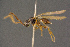  ( - BC-ZSM-HYM-26829-F11)  @11 [ ] CreativeCommons - Attribution Non-Commercial Share-Alike (2016) SNSB, Staatliche Naturwissenschaftliche Sammlungen Bayerns ZSM (SNSB, Zoologische Staatssammlung Muenchen)