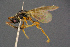  ( - BC-ZSM-HYM-26829-G01)  @11 [ ] CreativeCommons - Attribution Non-Commercial Share-Alike (2016) SNSB, Staatliche Naturwissenschaftliche Sammlungen Bayerns ZSM (SNSB, Zoologische Staatssammlung Muenchen)