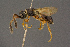  ( - BC-ZSM-HYM-26829-G02)  @11 [ ] CreativeCommons - Attribution Non-Commercial Share-Alike (2016) SNSB, Staatliche Naturwissenschaftliche Sammlungen Bayerns ZSM (SNSB, Zoologische Staatssammlung Muenchen)