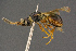  ( - BC-ZSM-HYM-26829-G03)  @11 [ ] CreativeCommons - Attribution Non-Commercial Share-Alike (2016) SNSB, Staatliche Naturwissenschaftliche Sammlungen Bayerns ZSM (SNSB, Zoologische Staatssammlung Muenchen)