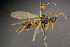  ( - BC-ZSM-HYM-26829-G04)  @11 [ ] CreativeCommons - Attribution Non-Commercial Share-Alike (2016) SNSB, Staatliche Naturwissenschaftliche Sammlungen Bayerns ZSM (SNSB, Zoologische Staatssammlung Muenchen)