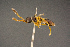 ( - BC-ZSM-HYM-26829-G10)  @11 [ ] CreativeCommons - Attribution Non-Commercial Share-Alike (2016) SNSB, Staatliche Naturwissenschaftliche Sammlungen Bayerns ZSM (SNSB, Zoologische Staatssammlung Muenchen)