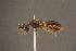  ( - BC-ZSM-HYM-26829-H06)  @11 [ ] CreativeCommons - Attribution Non-Commercial Share-Alike (2016) SNSB, Staatliche Naturwissenschaftliche Sammlungen Bayerns ZSM (SNSB, Zoologische Staatssammlung Muenchen)