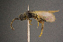  ( - BC-ZSM-HYM-26829-H07)  @11 [ ] CreativeCommons - Attribution Non-Commercial Share-Alike (2016) SNSB, Staatliche Naturwissenschaftliche Sammlungen Bayerns ZSM (SNSB, Zoologische Staatssammlung Muenchen)