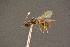  ( - BC-ZSM-HYM-26829-H08)  @11 [ ] CreativeCommons - Attribution Non-Commercial Share-Alike (2016) SNSB, Staatliche Naturwissenschaftliche Sammlungen Bayerns ZSM (SNSB, Zoologische Staatssammlung Muenchen)