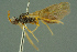  ( - BC-ZSM-HYM-27336-E03)  @11 [ ] CreativeCommons - Attribution Non-Commercial Share-Alike (2016) SNSB, Staatliche Naturwissenschaftliche Sammlungen Bayerns ZSM (SNSB, Zoologische Staatssammlung Muenchen)