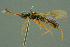  (Belyta abrupta - BC-ZSM-HYM-27336-E04)  @14 [ ] CreativeCommons - Attribution Non-Commercial Share-Alike (2016) SNSB, Staatliche Naturwissenschaftliche Sammlungen Bayerns ZSM (SNSB, Zoologische Staatssammlung Muenchen)