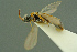  ( - BC-ZSM-HYM-27336-E06)  @13 [ ] CreativeCommons - Attribution Non-Commercial Share-Alike (2016) SNSB, Staatliche Naturwissenschaftliche Sammlungen Bayerns ZSM (SNSB, Zoologische Staatssammlung Muenchen)