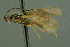  ( - BC-ZSM-HYM-27336-E07)  @13 [ ] CreativeCommons - Attribution Non-Commercial Share-Alike (2016) SNSB, Staatliche Naturwissenschaftliche Sammlungen Bayerns ZSM (SNSB, Zoologische Staatssammlung Muenchen)