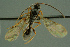  ( - BC-ZSM-HYM-27336-E08)  @13 [ ] CreativeCommons - Attribution Non-Commercial Share-Alike (2016) SNSB, Staatliche Naturwissenschaftliche Sammlungen Bayerns ZSM (SNSB, Zoologische Staatssammlung Muenchen)