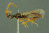  ( - BC-ZSM-HYM-27336-F07)  @11 [ ] CreativeCommons - Attribution Non-Commercial Share-Alike (2016) SNSB, Staatliche Naturwissenschaftliche Sammlungen Bayerns ZSM (SNSB, Zoologische Staatssammlung Muenchen)