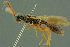 ( - BC-ZSM-HYM-27336-F09)  @11 [ ] CreativeCommons - Attribution Non-Commercial Share-Alike (2016) SNSB, Staatliche Naturwissenschaftliche Sammlungen Bayerns ZSM (SNSB, Zoologische Staatssammlung Muenchen)