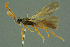  ( - BC-ZSM-HYM-27336-F10)  @11 [ ] CreativeCommons - Attribution Non-Commercial Share-Alike (2016) SNSB, Staatliche Naturwissenschaftliche Sammlungen Bayerns ZSM (SNSB, Zoologische Staatssammlung Muenchen)