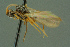  ( - BC-ZSM-HYM-27336-F11)  @11 [ ] CreativeCommons - Attribution Non-Commercial Share-Alike (2016) SNSB, Staatliche Naturwissenschaftliche Sammlungen Bayerns ZSM (SNSB, Zoologische Staatssammlung Muenchen)