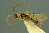  ( - BC-ZSM-HYM-27336-F12)  @11 [ ] CreativeCommons - Attribution Non-Commercial Share-Alike (2016) SNSB, Staatliche Naturwissenschaftliche Sammlungen Bayerns ZSM (SNSB, Zoologische Staatssammlung Muenchen)