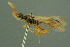  ( - BC-ZSM-HYM-27336-G01)  @11 [ ] CreativeCommons - Attribution Non-Commercial Share-Alike (2016) SNSB, Staatliche Naturwissenschaftliche Sammlungen Bayerns ZSM (SNSB, Zoologische Staatssammlung Muenchen)