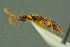  ( - BC-ZSM-HYM-27336-G03)  @12 [ ] CreativeCommons - Attribution Non-Commercial Share-Alike (2016) SNSB, Staatliche Naturwissenschaftliche Sammlungen Bayerns ZSM (SNSB, Zoologische Staatssammlung Muenchen)