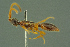  ( - BC-ZSM-HYM-27336-G04)  @11 [ ] CreativeCommons - Attribution Non-Commercial Share-Alike (2016) SNSB, Staatliche Naturwissenschaftliche Sammlungen Bayerns ZSM (SNSB, Zoologische Staatssammlung Muenchen)