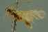  ( - BC-ZSM-HYM-27336-G07)  @13 [ ] CreativeCommons - Attribution Non-Commercial Share-Alike (2016) SNSB, Staatliche Naturwissenschaftliche Sammlungen Bayerns ZSM (SNSB, Zoologische Staatssammlung Muenchen)