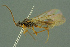  ( - BC-ZSM-HYM-27336-G08)  @13 [ ] CreativeCommons - Attribution Non-Commercial Share-Alike (2016) SNSB, Staatliche Naturwissenschaftliche Sammlungen Bayerns ZSM (SNSB, Zoologische Staatssammlung Muenchen)