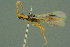  ( - BC-ZSM-HYM-27336-G11)  @11 [ ] CreativeCommons - Attribution Non-Commercial Share-Alike (2016) SNSB, Staatliche Naturwissenschaftliche Sammlungen Bayerns ZSM (SNSB, Zoologische Staatssammlung Muenchen)