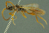  ( - BC-ZSM-HYM-27336-G12)  @11 [ ] CreativeCommons - Attribution Non-Commercial Share-Alike (2016) SNSB, Staatliche Naturwissenschaftliche Sammlungen Bayerns ZSM (SNSB, Zoologische Staatssammlung Muenchen)
