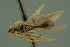  ( - BC-ZSM-HYM-27336-H01)  @11 [ ] CreativeCommons - Attribution Non-Commercial Share-Alike (2016) SNSB, Staatliche Naturwissenschaftliche Sammlungen Bayerns ZSM (SNSB, Zoologische Staatssammlung Muenchen)