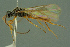  ( - BC-ZSM-HYM-27336-H02)  @11 [ ] CreativeCommons - Attribution Non-Commercial Share-Alike (2016) SNSB, Staatliche Naturwissenschaftliche Sammlungen Bayerns ZSM (SNSB, Zoologische Staatssammlung Muenchen)
