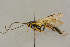  ( - BC-ZSM-HYM-27442-B07)  @14 [ ] CreativeCommons - Attribution Non-Commercial Share-Alike (2016) SNSB, Staatliche Naturwissenschaftliche Sammlungen Bayerns ZSM (SNSB, Zoologische Staatssammlung Muenchen)
