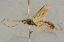  ( - BC-ZSM-HYM-27443-A10)  @11 [ ] CreativeCommons - Attribution Non-Commercial Share-Alike (2016) SNSB, Staatliche Naturwissenschaftliche Sammlungen Bayerns ZSM (SNSB, Zoologische Staatssammlung Muenchen)