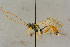  ( - BC-ZSM-HYM-27443-A12)  @11 [ ] CreativeCommons - Attribution Non-Commercial Share-Alike (2016) SNSB, Staatliche Naturwissenschaftliche Sammlungen Bayerns ZSM (SNSB, Zoologische Staatssammlung Muenchen)