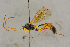  ( - BC-ZSM-HYM-27443-B07)  @11 [ ] CreativeCommons - Attribution Non-Commercial Share-Alike (2016) SNSB, Staatliche Naturwissenschaftliche Sammlungen Bayerns ZSM (SNSB, Zoologische Staatssammlung Muenchen)